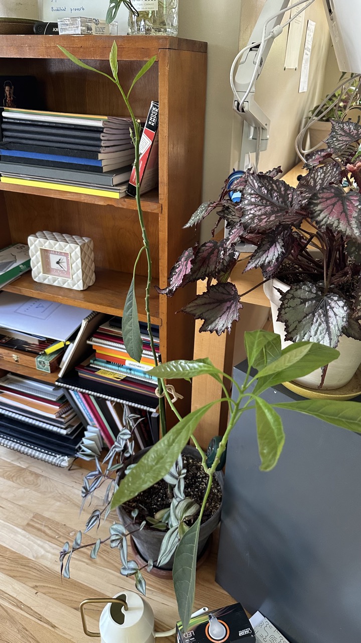 A 3ft tall avocado tree grows new leaves on each of its stems. the tree sits in front of a small bookshelf next to some other plants.